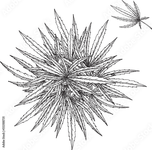 Medical cannabis leaves draw