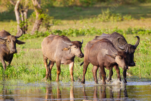 Herd of Asiatic buffalo at a waterhole in Yala, Sri Lanka