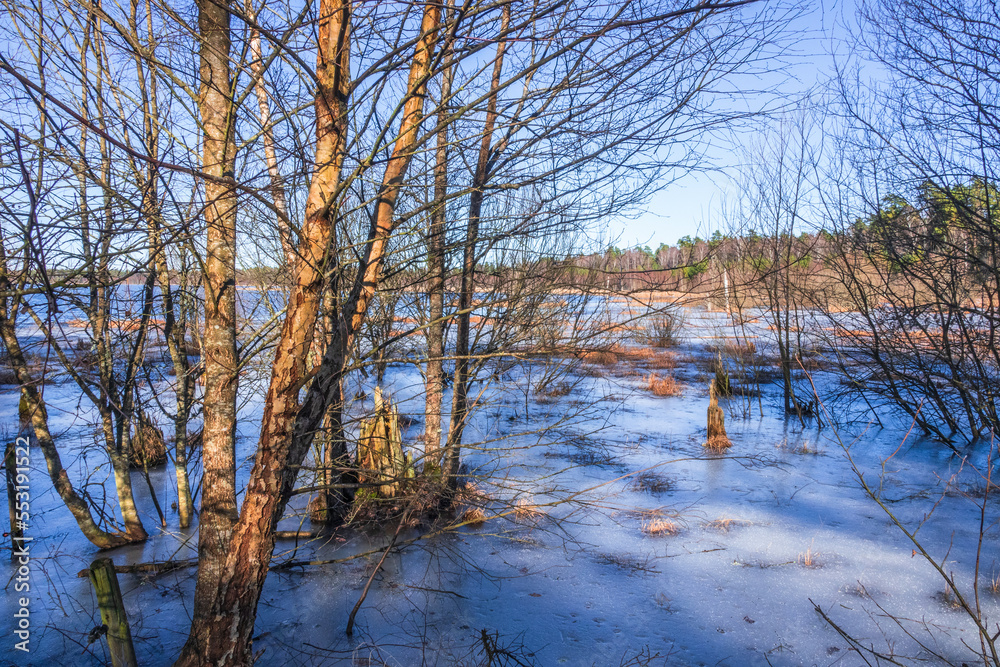 Wetland with frozen water among the trees Wetland with frozen water among the trees