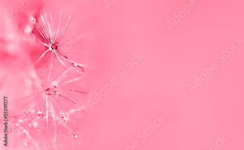 Abstract pink background with fluffy flower dandelion in drops of water close up toned viva magenta color of the year 2023 poster design, botanical macro photography, achenes or seeds of dandelion photo