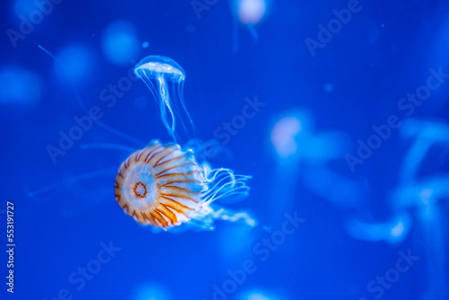 Photography Beautiful jellyfish in the neon light in aquarium, nature background