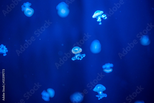 Beautiful jellyfish in the neon light in aquarium, nature background photo