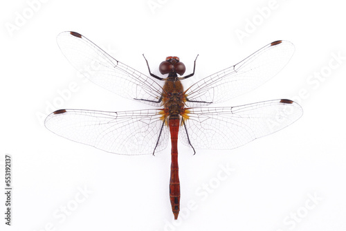 Dragonfly the yellow legged meadowhawk or autumn meadowhawk, Sympetrum vicinum, isolated on a white background