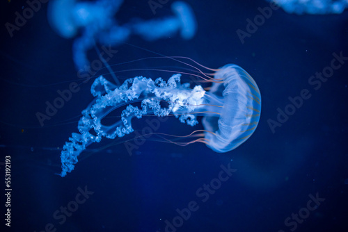 Beautiful jellyfish in the neon light in aquarium, nature background photo