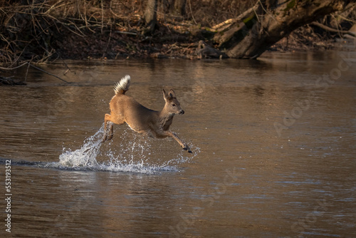 A young White-tailed Deer crosses the river