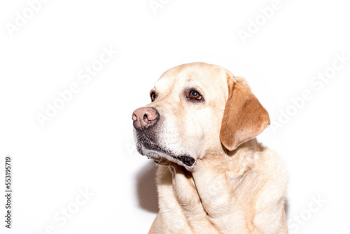 Retrato de un bonito perro labrador retriever