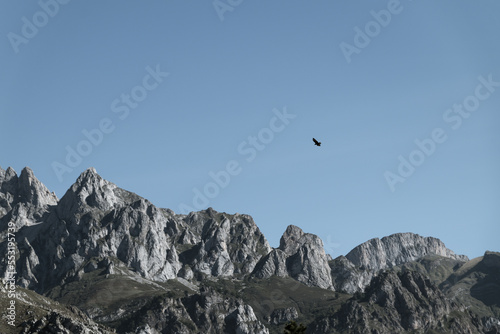 falcon over the mountains