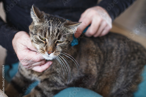 a man combs the fur of his pet gray cat with brush