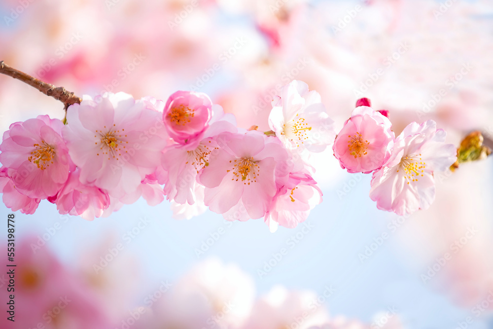 delicate flowers of pink sakura . Delicate artistic photo. selective focus.
