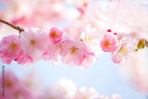 delicate flowers of pink sakura . Delicate artistic photo. selective focus. 