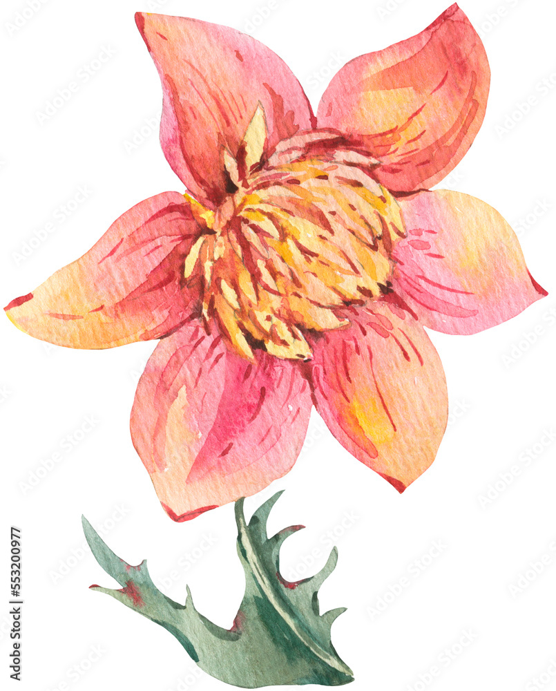 Watercolor wildflower transparent png