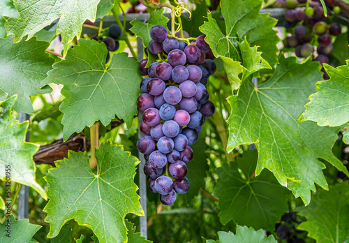 Canvas-taulu Grapes, ripe for wine in Switzerland