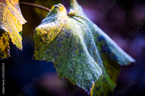 Frosted leaf