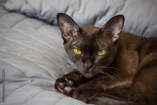 Close-up of a Burmese cat at home. Portrait of a young beautiful brown cat.