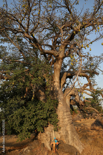 Big baobab tree and tourist people, woman with child, kid in Bedick village, Kedougou, Senegal, Africa. Senegalese landmark, african scenic landscape, Kedougou scenery. Baobab at sunset, big baobab