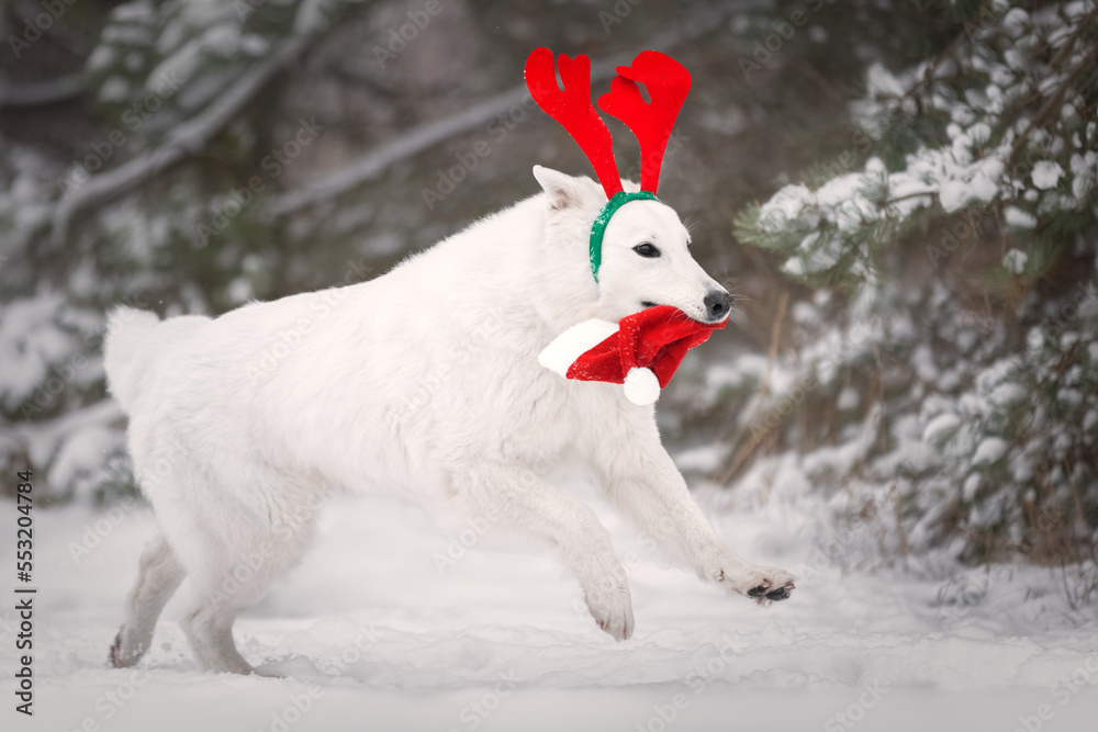 White dog with christmas hat