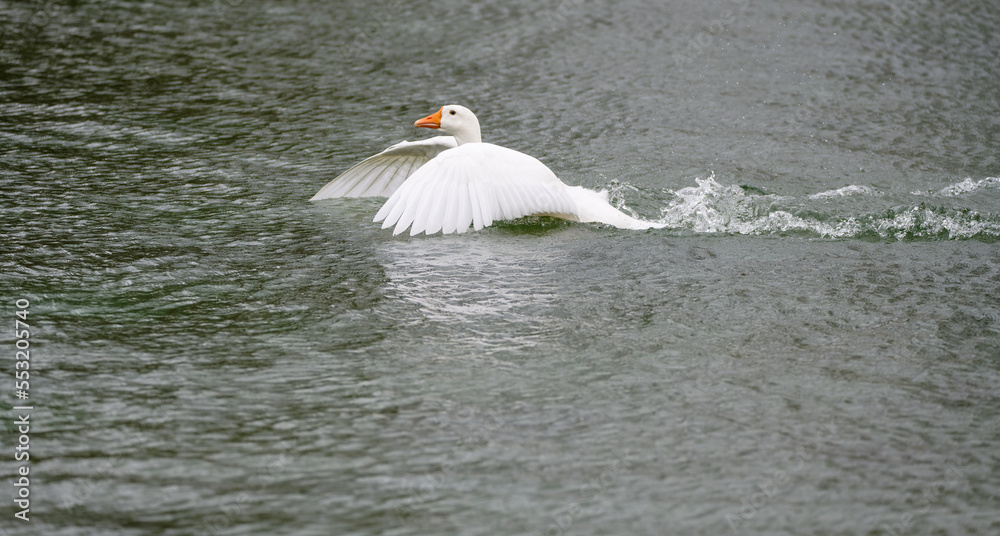 Fototapeta premium Goose with its wings wide open.