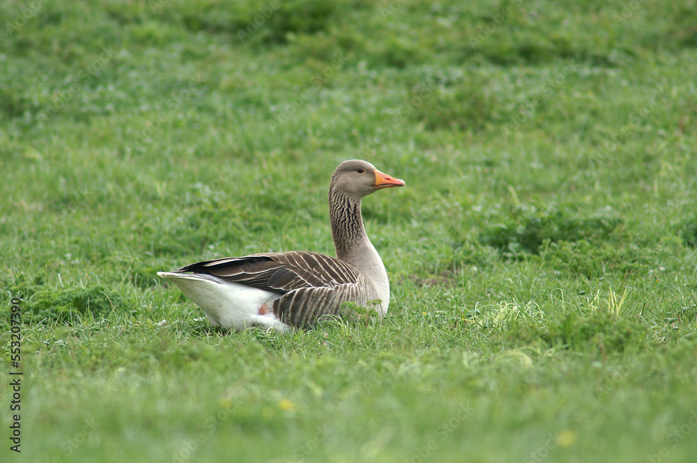 A Greylag Goose resting in a meadow
A Greylag Goose resting in a meadow