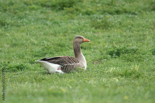 A Greylag Goose resting in a meadow

