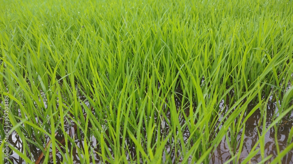 green grass background green grass background