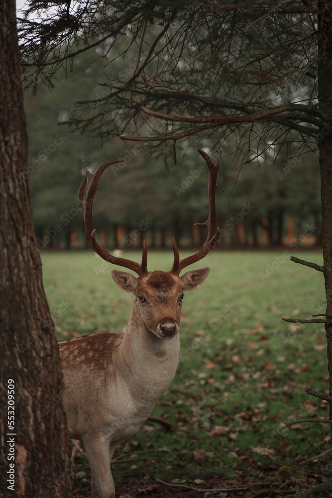 A fawn with large antlers in the forest close-up, a deer looking into the camera, a gullible forest animal, hunting deer in the forest, protecting wild animals from extinction, watching forest animals A fawn with large antlers in the forest close-up, a deer looking into the camera, a gullible forest animal, hunting deer in the forest, protecting wild animals from extinction, watching forest animals
