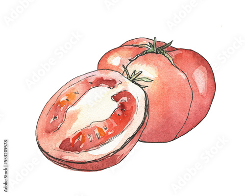 Object on a white background. Watercolor picture of a tomato.