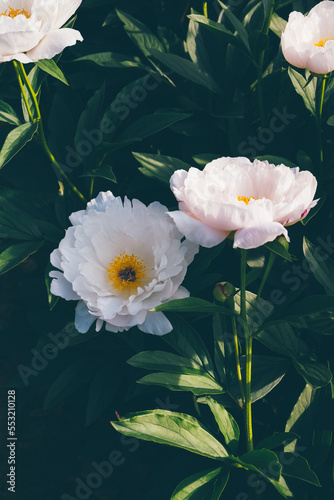 Beautiful fresh delicate white peony flowers in full bloom in the garden on flowerbed with dark green leaves  close up. Summer natural floral background.