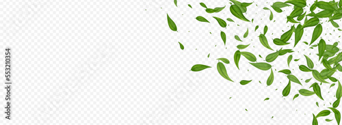 Olive Greens Nature Vector Panoramic Transparent