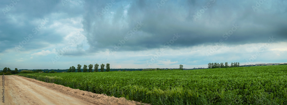 panoramic view of green bean field near road with dark stormy sky with clouds