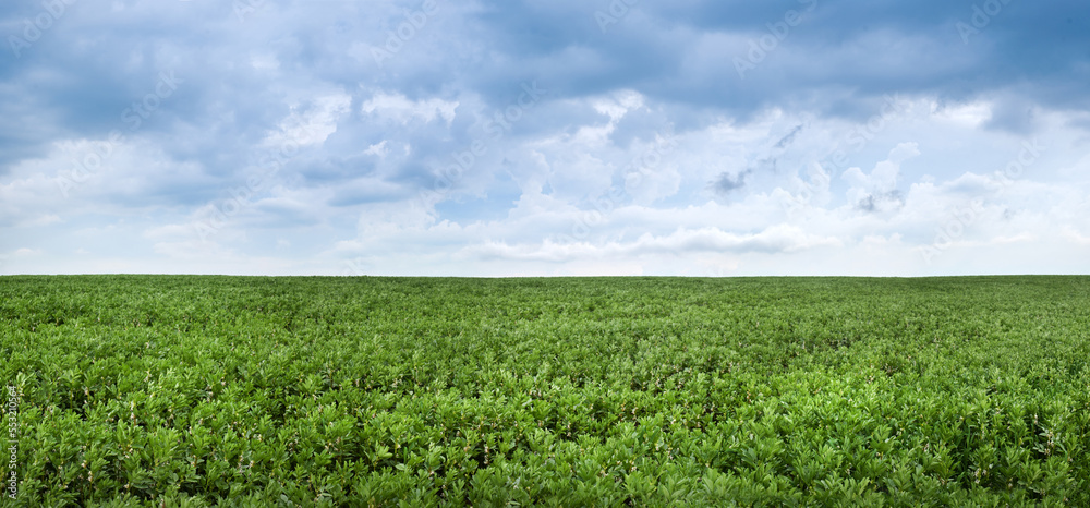 green bean field close-up with dark stormy sky with clouds