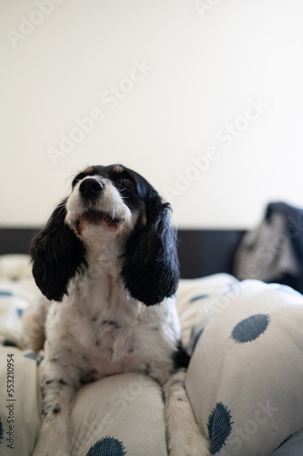 ベッドの上の犬