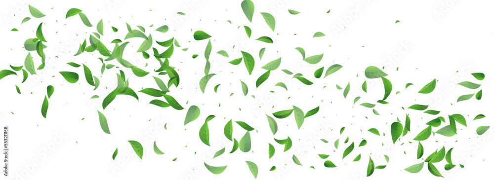 Olive Leaf Wind Vector Panoramic White Background Olive Leaf Wind Vector Panoramic White Background