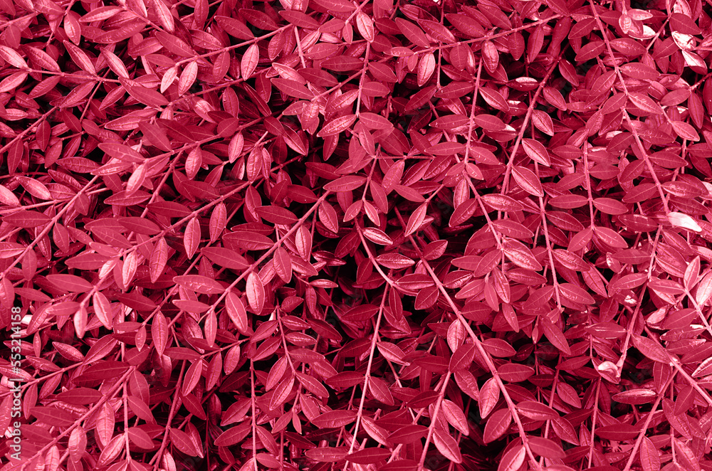 Viva Magenta color leaves background texture. Flat lay. Nature background. Leaf texture background. Viva Magenta color leaves in the forest. Color of the year 2023. Main color trend concept Viva Magenta color leaves background texture. Flat lay. Nature background. Leaf texture background. Viva Magenta color leaves in the forest. Color of the year 2023. Main color trend concept