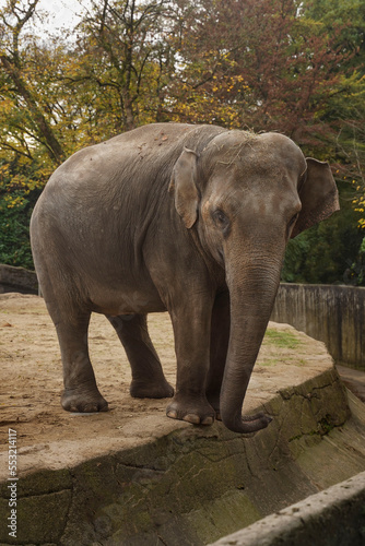 An elephant with its trunk down stands in the park and looks into the camera. Baby elephant close-up.