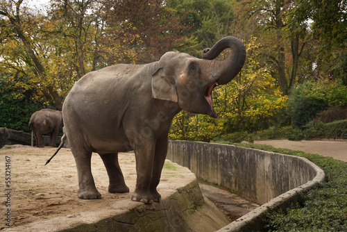 Young elephant with an open mouth and a close-up of its trunk. A roaring elephant in a zoo. An angry elephant on the edge of a cliff. Baby elephant with raised trunk roars merrily.