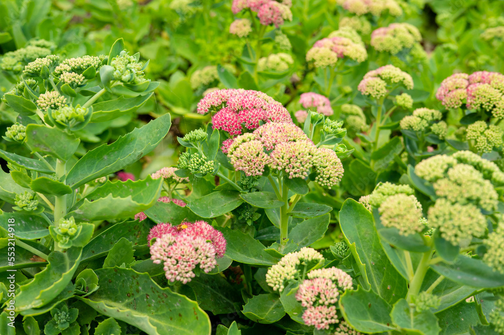 色がつき始めた花 色がつき始めた花