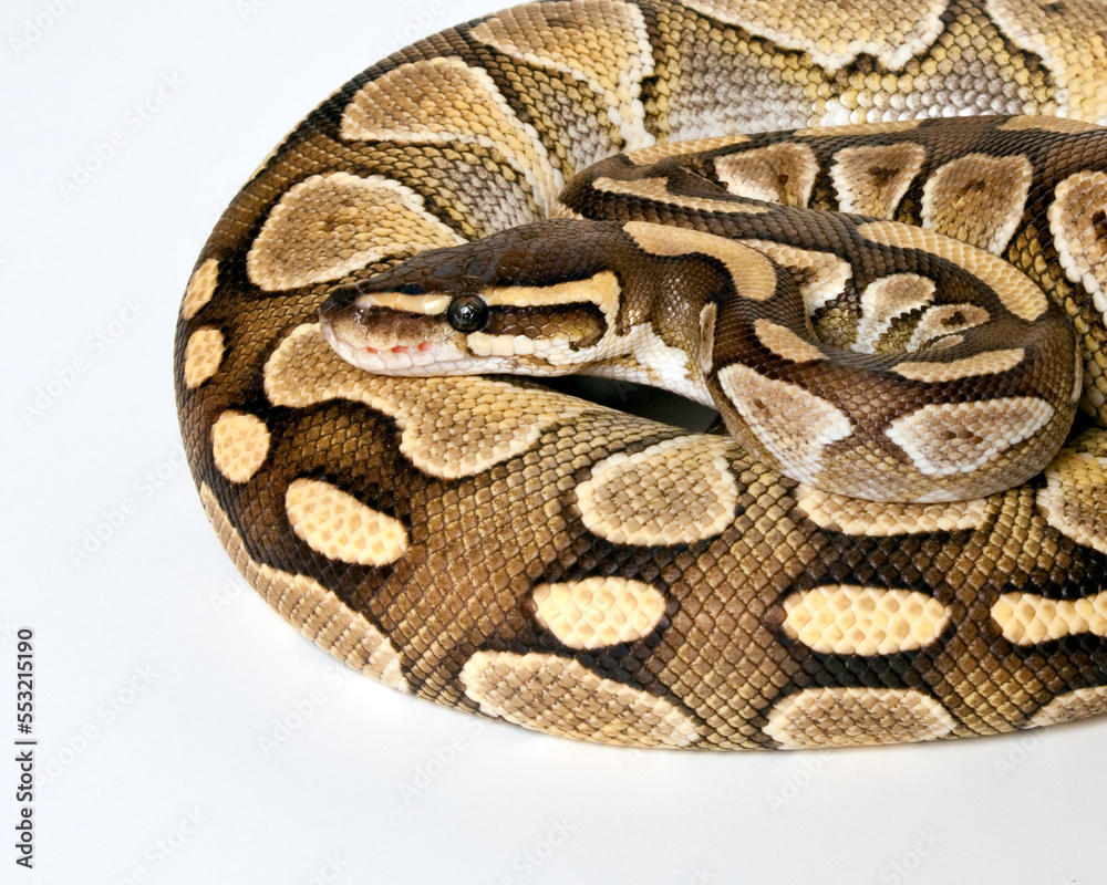 Obraz premium Lesser Ball Python