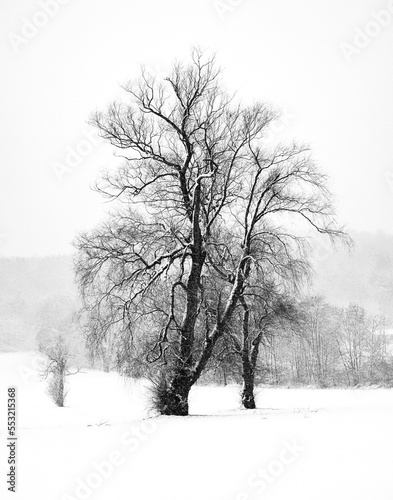 Heavy snow in December in Windsor in Upstate NY.  A high-key shot during a snow storm.  Dark trees stand out against the white of the falling snow in Broome County NY.