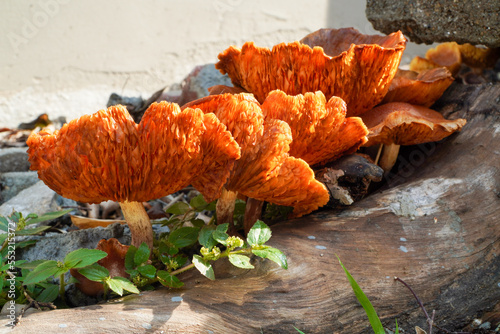 Orange mushrooms occur naturally on logs. photo