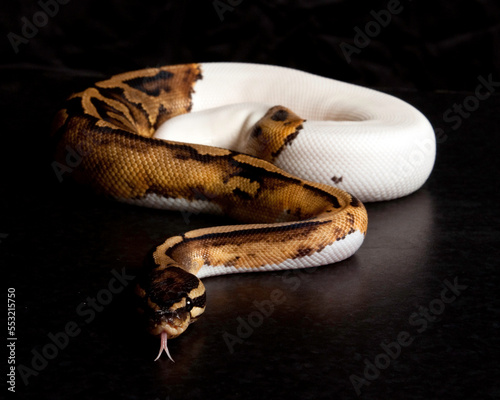 Pied Ball Python Tongue Flick