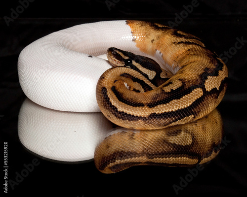 Pied Ball Python Reflection