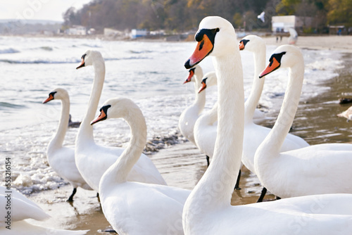Swans on seashore
