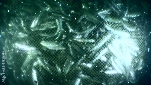 Fish inside a commercial fishing net: the net rises to surface, the anchovies inside rub against each other so much that they lose their scales, forming a translucent cloud around the net, close-up.