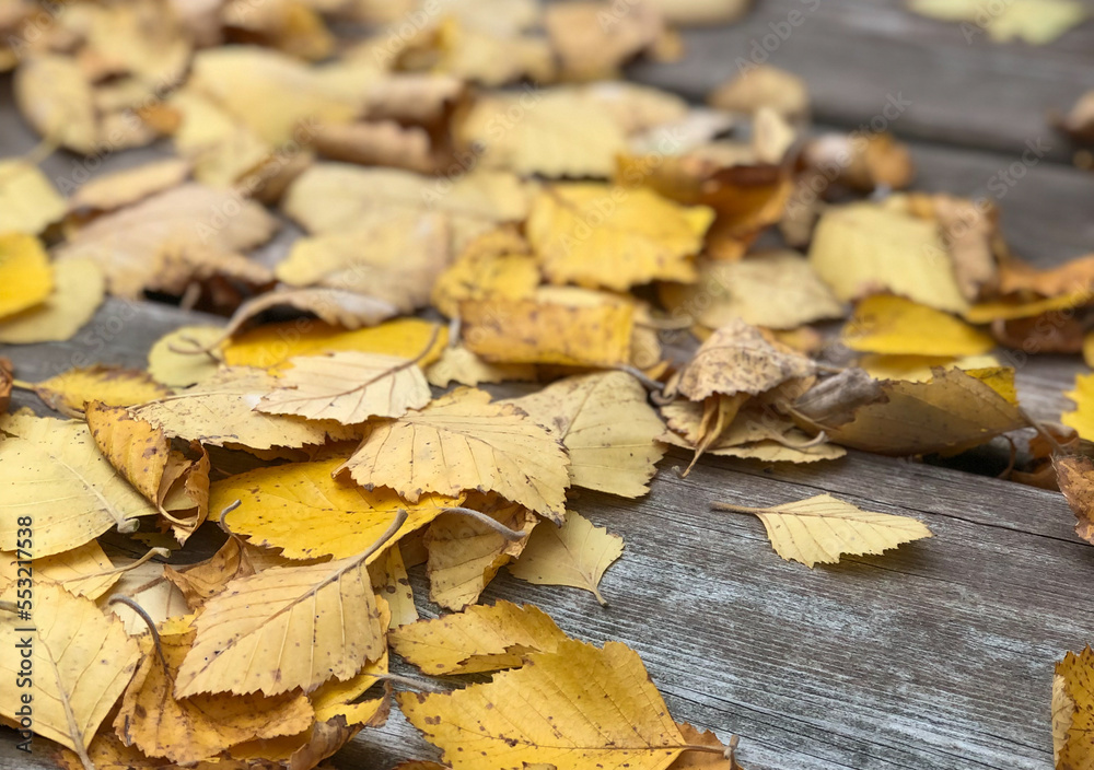 yellow autumn leaves strewn across wooden plank deck background