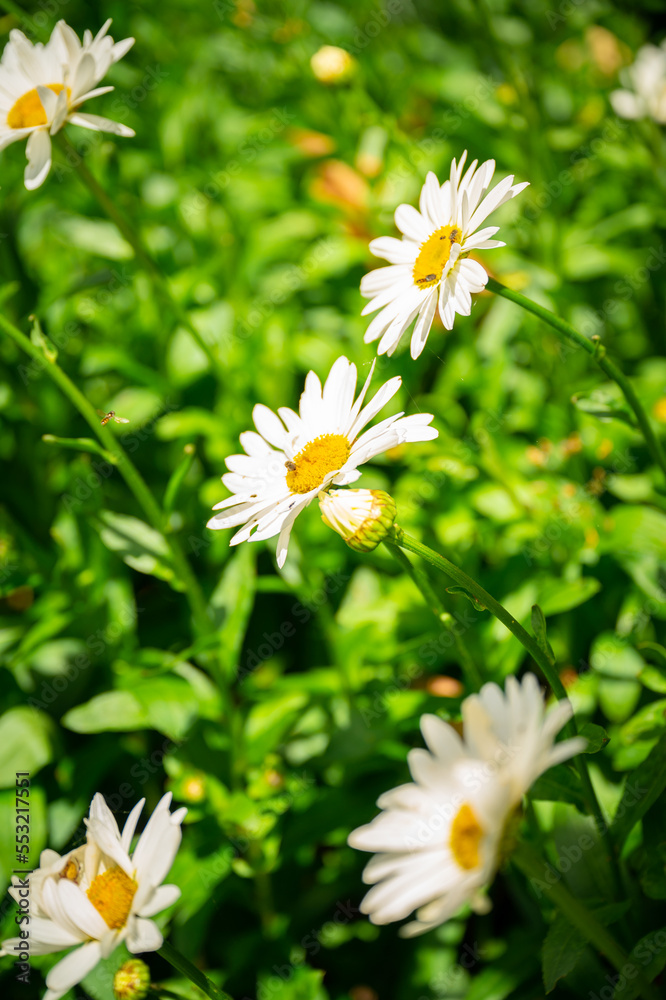 陽に当たる白い花