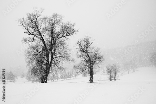 Heavy snow in December in Windsor in Upstate NY. A high-key shot during a snow storm. Dark trees stand out against the white of the falling snow in Broome County NY.