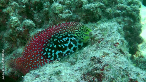 Vermiculate Wrasse (Macropharyngodon bipartitus) is so rare in the sea that it is even called Rare wrasse. photo