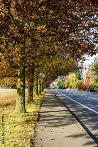 Seatac Streetside Autumn Trees 9