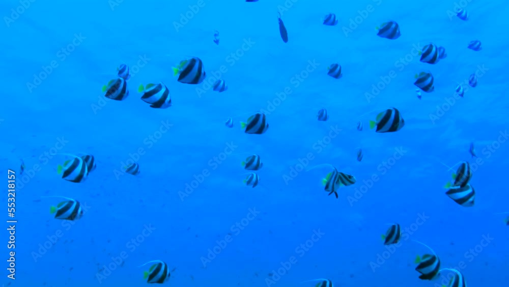 Large accumulation of Schooling Bannerfish (Heniochus diphreutes) float slowly against the blue water column and sea surface.