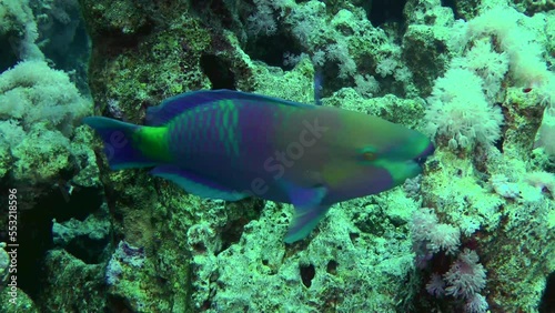 Heavybeak parrotfish (Chlorurus gibbus) bite hard corals with powerful teeth in search of food.